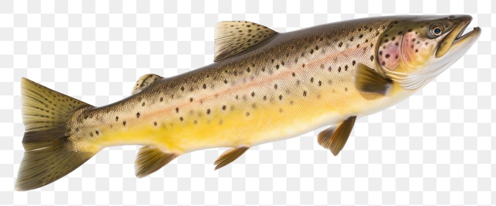 PNG Trout animal fish white background. AI generated Image by rawpixel.