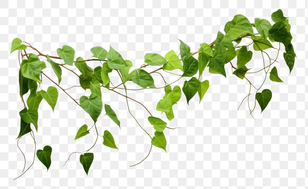 PNG Jungle vines plant leaf ivy. 