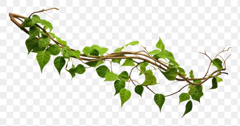PNG Jungle vines plant leaf ivy