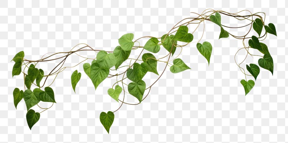 PNG Jungle vines plant leaf white background