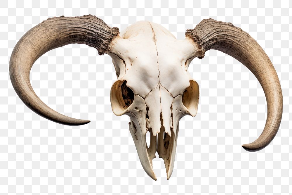 PNG Animal skull white background electronics taxidermy. AI generated Image by rawpixel.