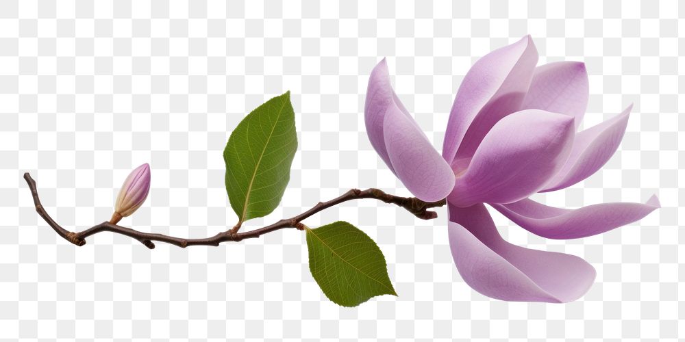 PNG  Magnolia flower blossom purple. AI generated Image by rawpixel.
