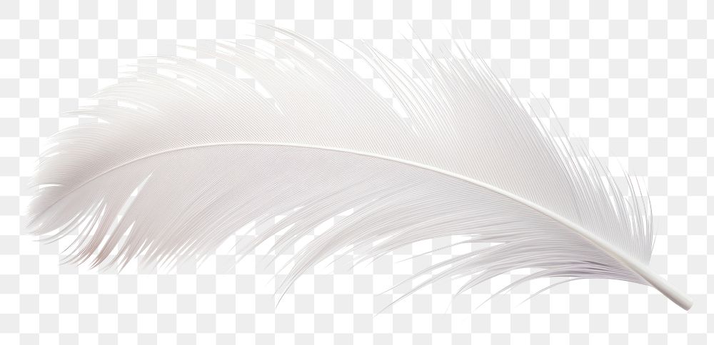 PNG White bird feather | Premium PNG - rawpixel