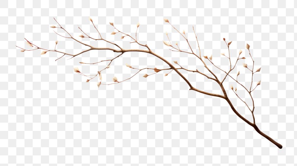 PNG Decorative leaf branch. AI generated Image by rawpixel.