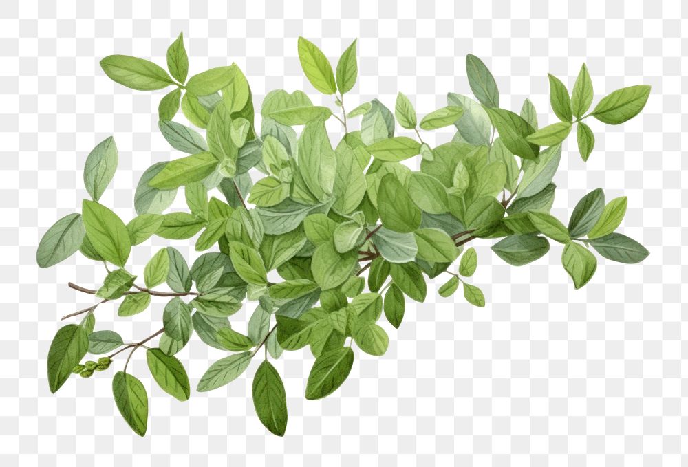 PNG Bush plant herbs leaf