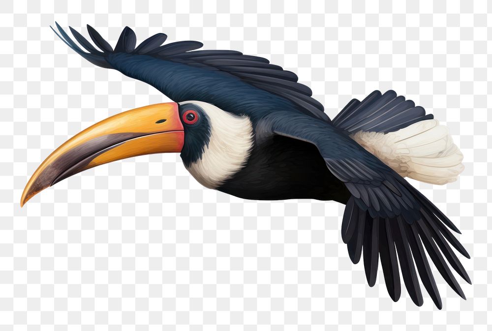 PNG Hornbill toucan animal flying. AI generated Image by rawpixel.