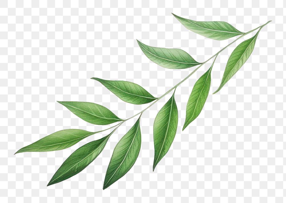 PNG Laurel plant herbs leaf. AI generated Image by rawpixel.