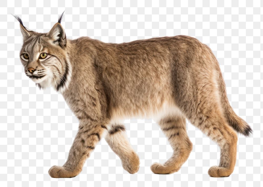 PNG Canada lynx wildlife animal mammal. AI generated Image by rawpixel.
