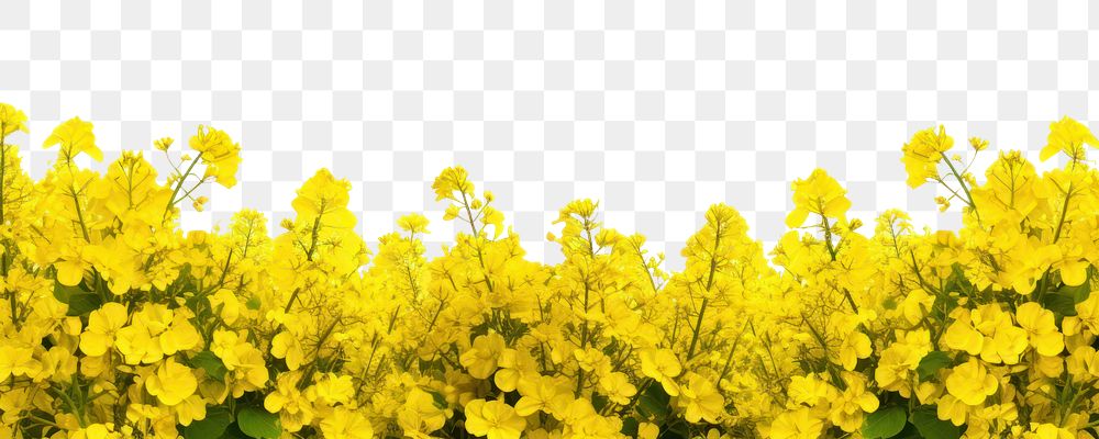 PNG  Rapeseed field detail backgrounds landscape rapeseed. AI generated Image by rawpixel.