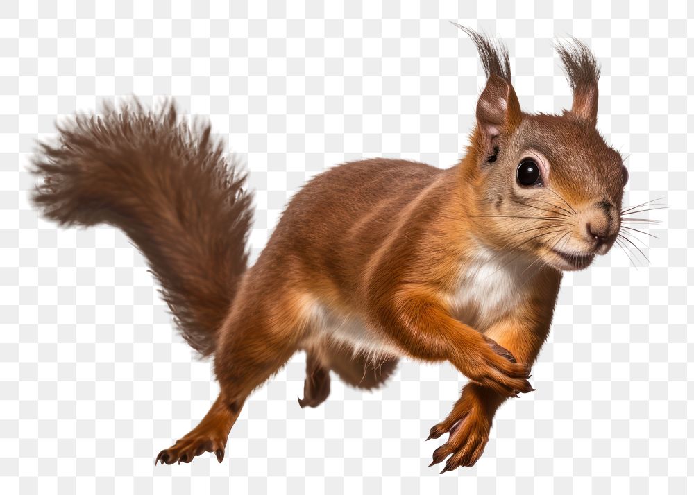 PNG Squirrel running animal mammal rodent. AI generated Image by rawpixel.