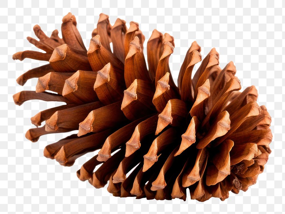 PNG  Pine cone plant  pine cone. AI generated Image by rawpixel.