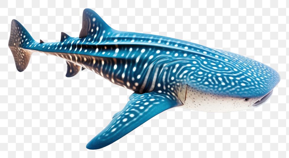 PNG Whale shark animal mammal fish. AI generated Image by rawpixel.