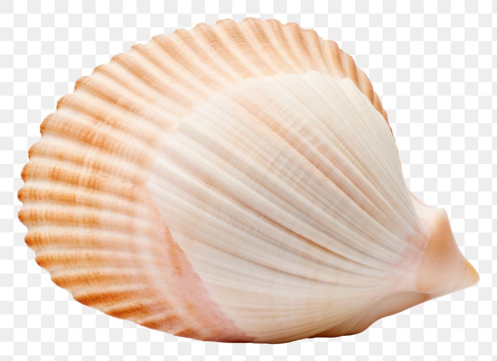 PNG Seashell conch clam white background. AI generated Image by rawpixel.