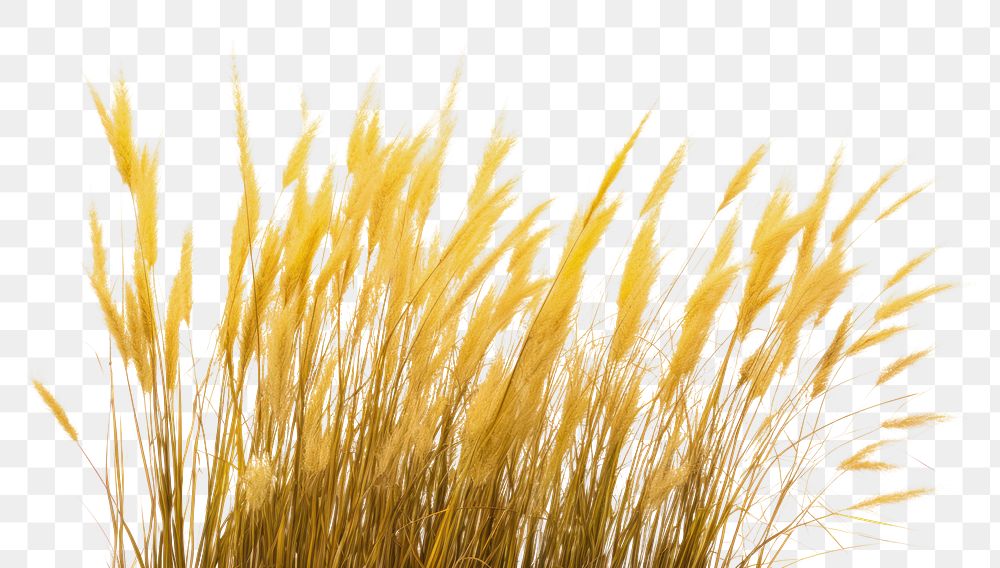 PNG Yellow savanna grass outdoors nature plant. AI generated Image by rawpixel.