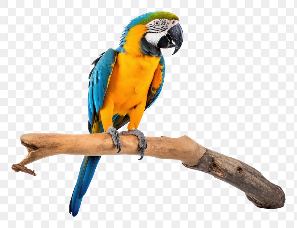 PNG  Animal parrot yellow macaw. AI generated Image by rawpixel.