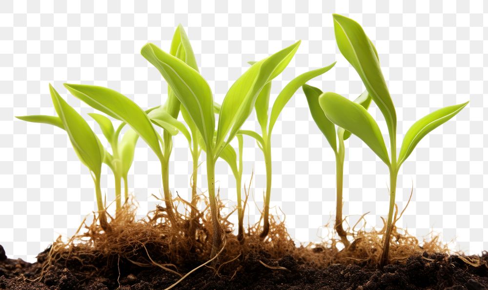 PNG Seed Grow plant leaf soil white background. AI generated Image by rawpixel.