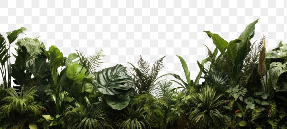 PNG Jungle nature plant leaf. AI generated Image by rawpixel.