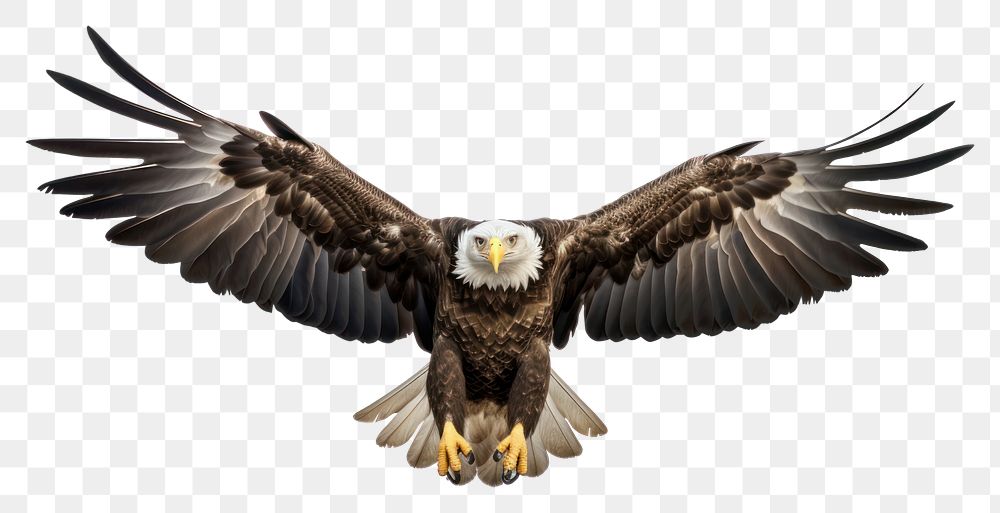 PNG Eagle animal flying bird. AI generated Image by rawpixel.