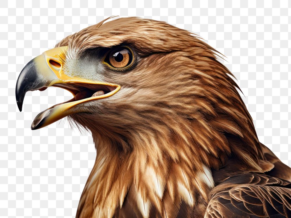 PNG Eagle animal beak bird. AI generated Image by rawpixel.
