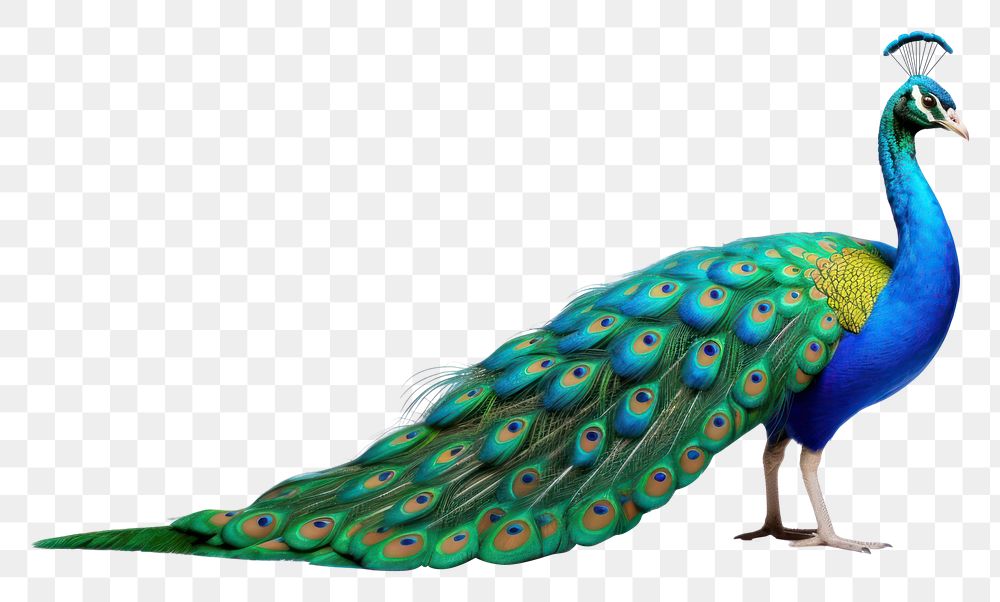 PNG Peacock animal bird white background. AI generated Image by rawpixel.