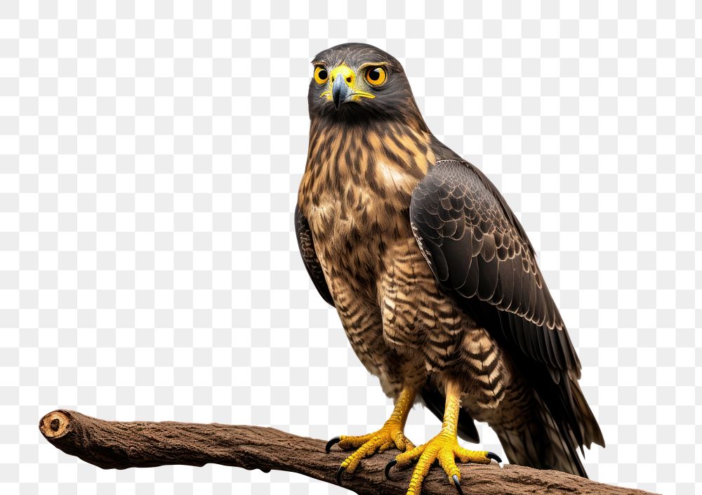 PNG Crested serpent eagle buzzard animal beak. AI generated Image by rawpixel.