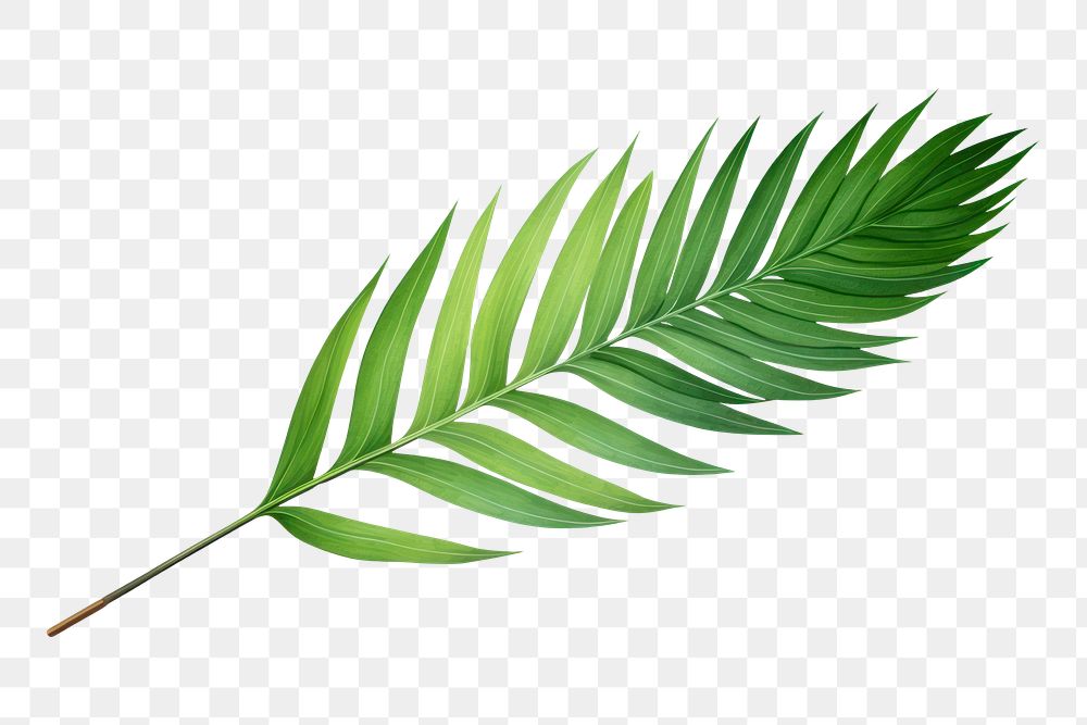 PNG Leaf plant fern white background. AI generated Image by rawpixel.