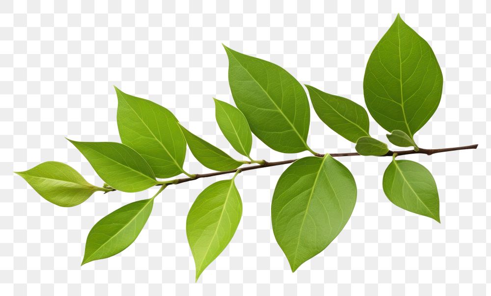 PNG  Jasmine leaf plant tree white background. AI generated Image by rawpixel.