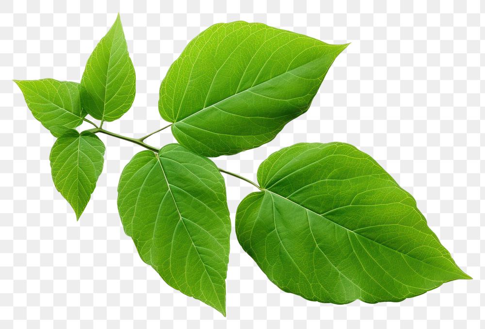 PNG Muntingia calabura leafe plant herbs  