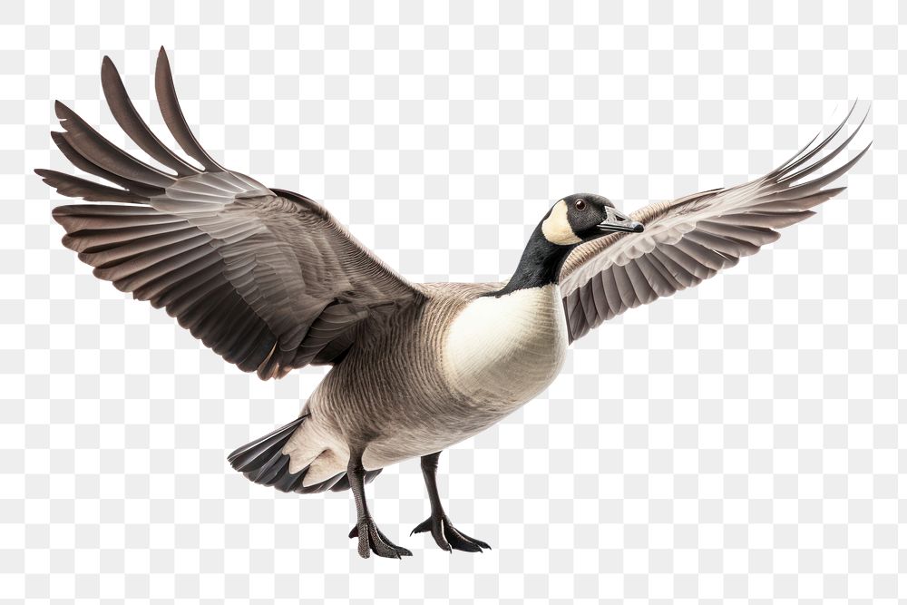 PNG A canada goose flying animal bird. AI generated Image by rawpixel.