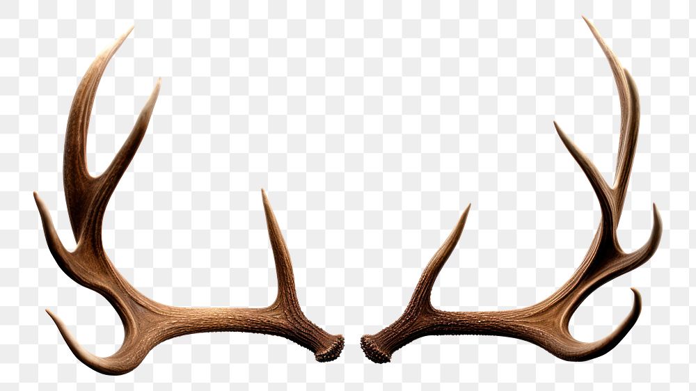 PNG Isolated Deer antlers white background taxidermy moustache. AI generated Image by rawpixel.