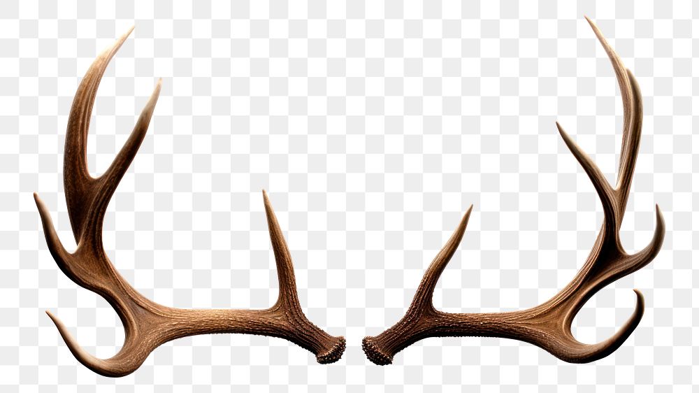 PNG Isolated Deer antlers white background taxidermy moustache. 