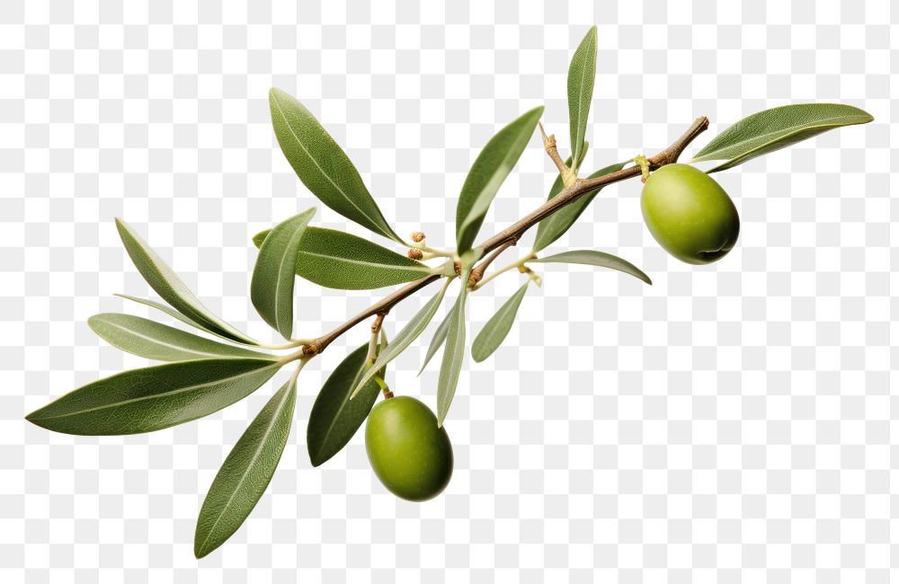PNG  Olive plant leaf tree. AI generated Image by rawpixel.
