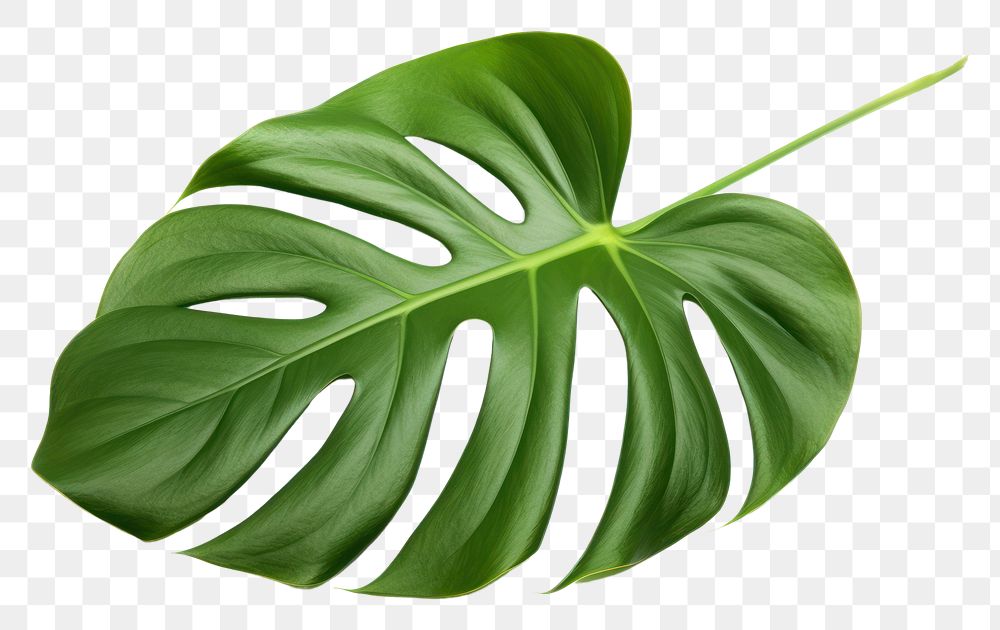PNG  Split Leaf Philodendron leaf plant white background. AI generated Image by rawpixel.