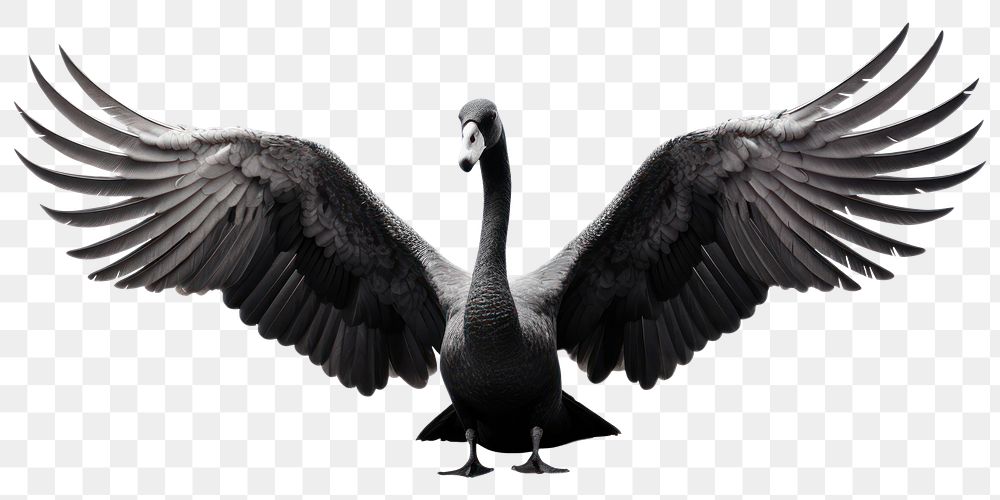 PNG  Swan cormorant animal goose. AI generated Image by rawpixel.