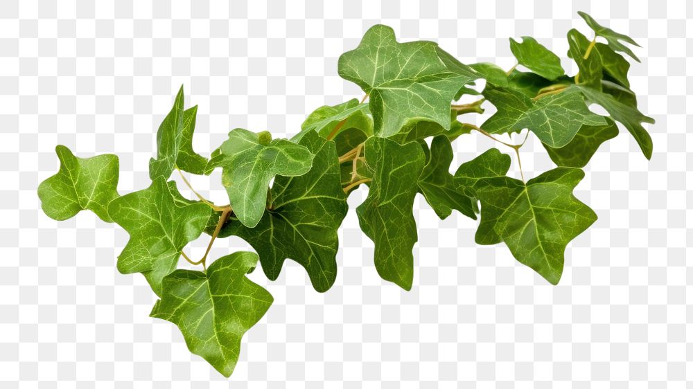 PNG  English Ivy ivy plant leaf. 