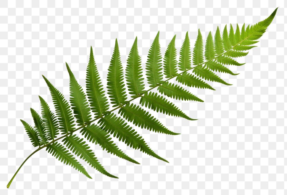 PNG Fern plant leaf white background. AI generated Image by rawpixel.