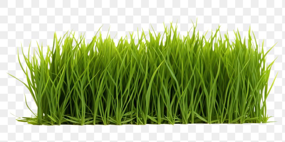 PNG  Grass plant lawn white background