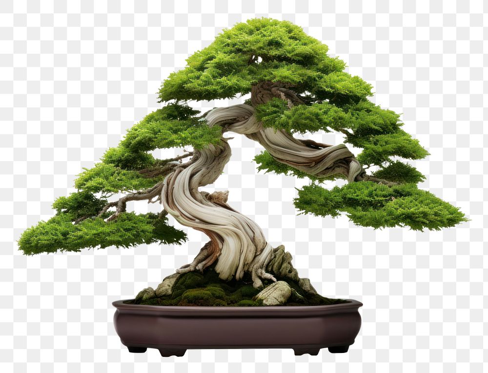 PNG  Juniper Bonsai bonsai plant tree. AI generated Image by rawpixel.