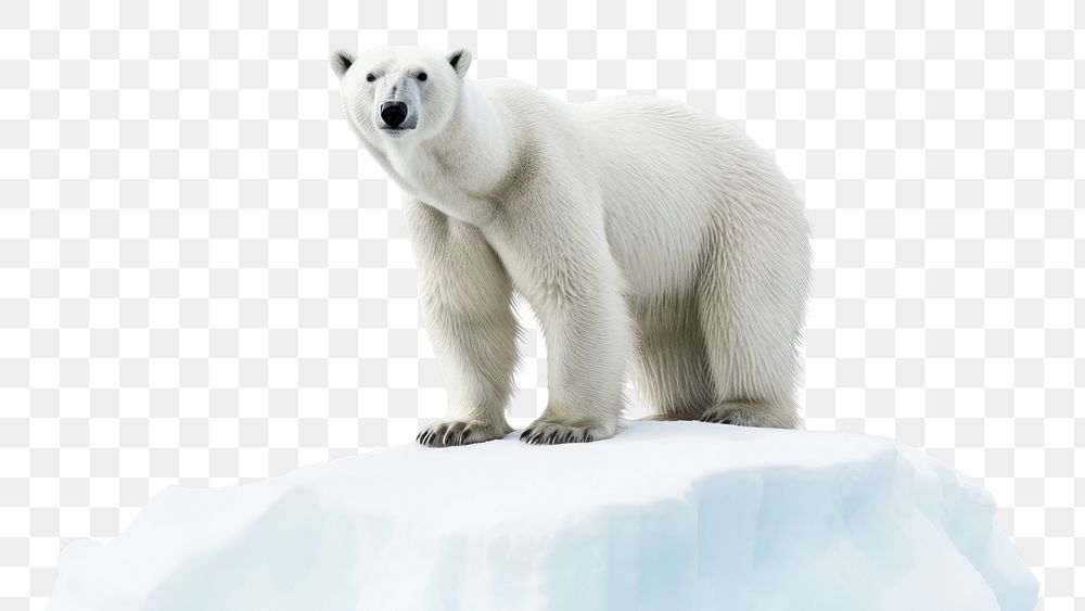 PNG  Winter bear wildlife animal. AI generated Image by rawpixel.