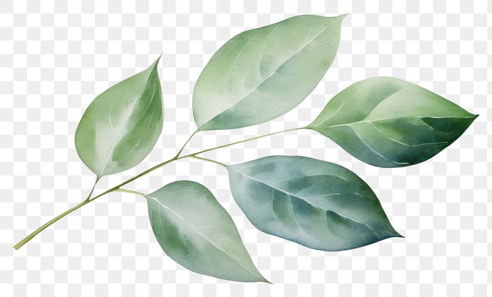 PNG Eucalyptus leaf plant tree white background. 