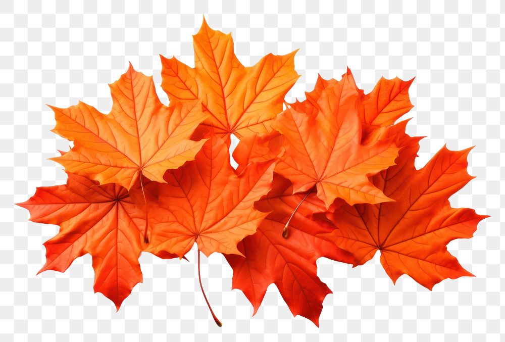 PNG Autumn maple leaves backgrounds plant leaf. AI generated Image by rawpixel.