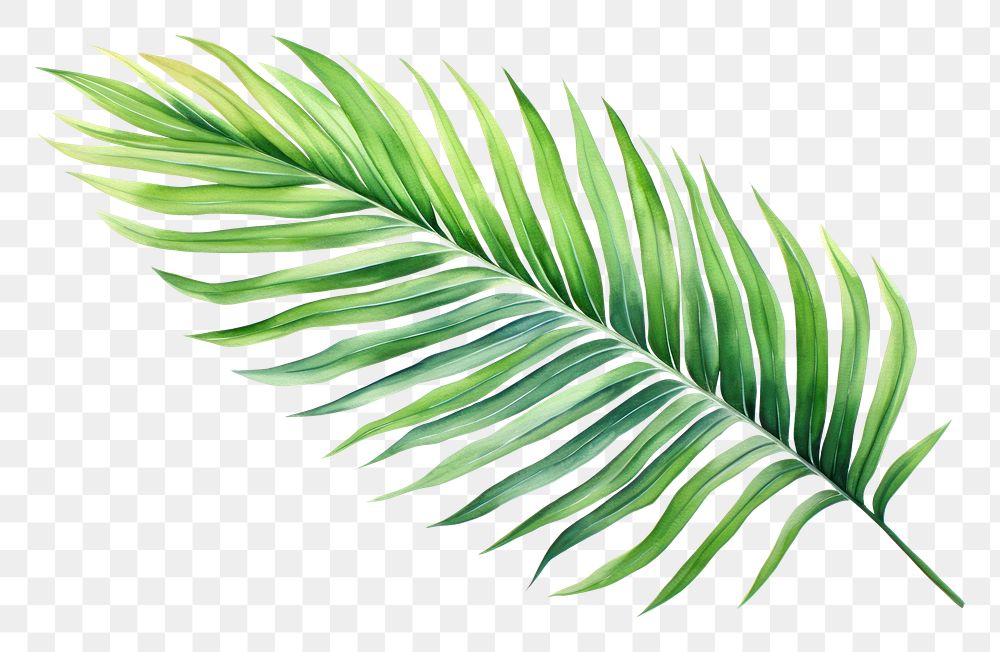 PNG Palm leaf painting plant fern white background