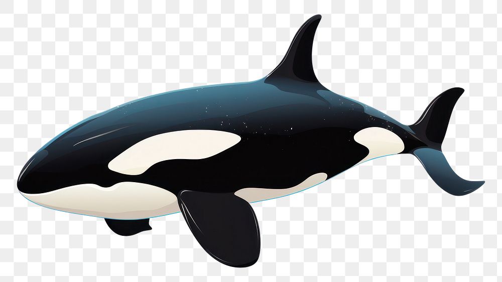 PNG Orca animal mammal whale. 