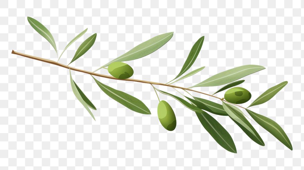 PNG Olive branch plant olive herbs. 