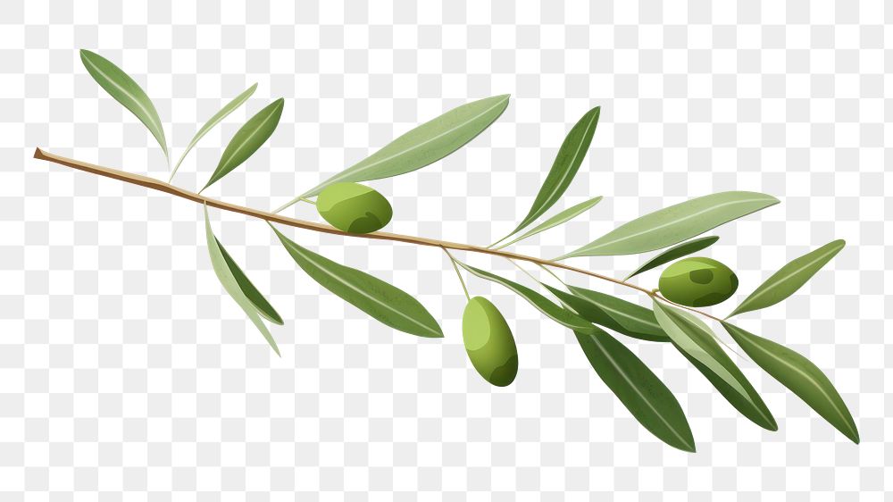 PNG Olive branch plant olive herbs. AI generated Image by rawpixel.