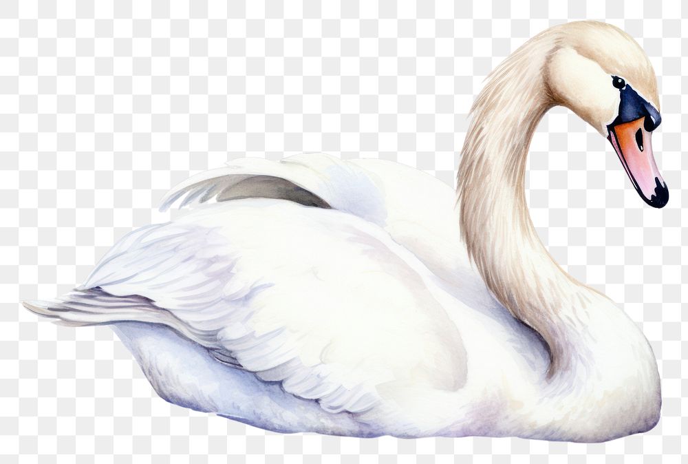 PNG Animal bird swan anseriformes. 