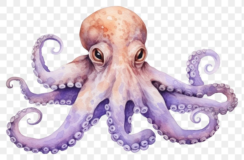 PNG Animal octopus cartoon white background. AI generated Image by rawpixel.