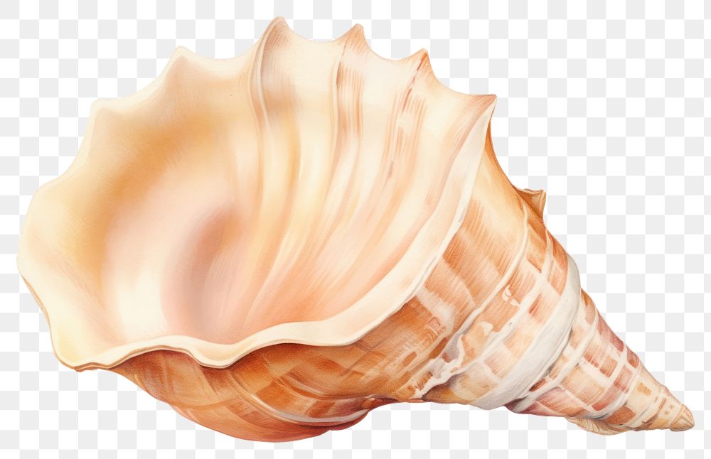 PNG Conch shell seashell white background invertebrate. 