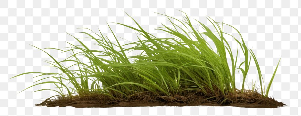 PNG Grass outdoors nature plant. 