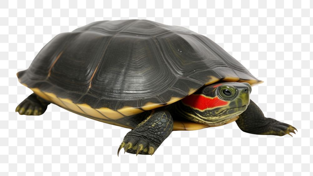 PNG Red-eared slider turtle reptile animal shell. AI generated Image by rawpixel.